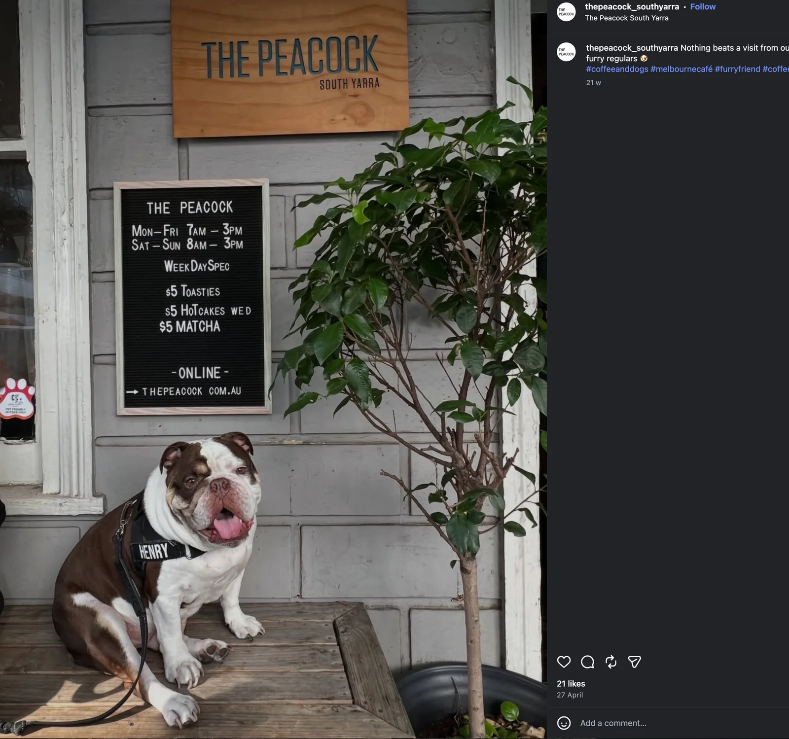 Henry the bulldog sitting on The Peacock’s deck beside a leafy plant