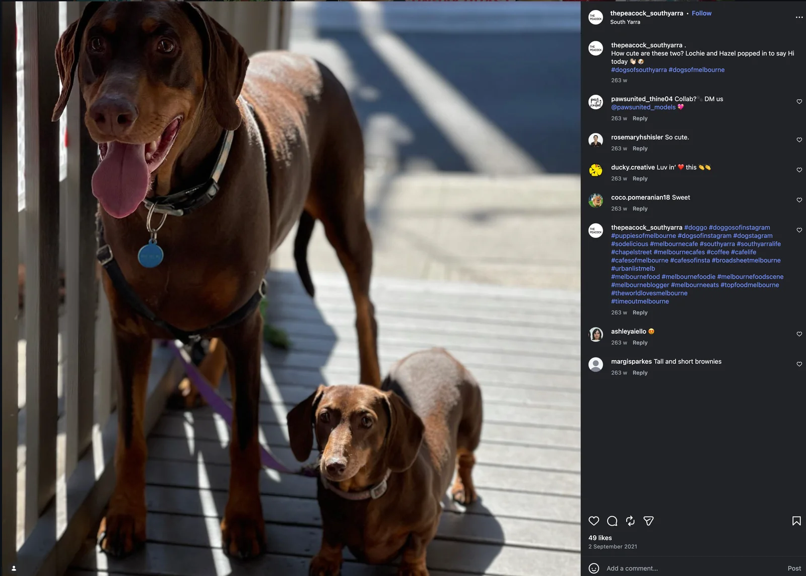 Lochie and Hazel, two brown dogs, visiting the café together