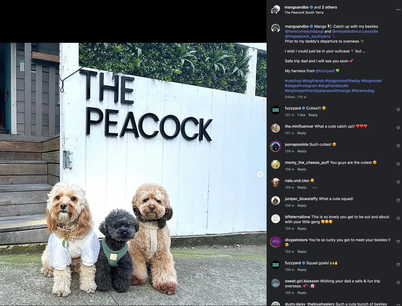 Mango and two friends sitting together beneath The Peacock sign